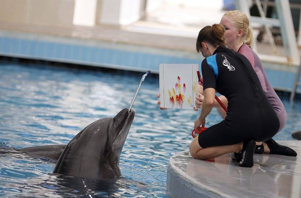 Belek Dolphin Show | Free Hotel Transfer | Dolphin Show in Belek