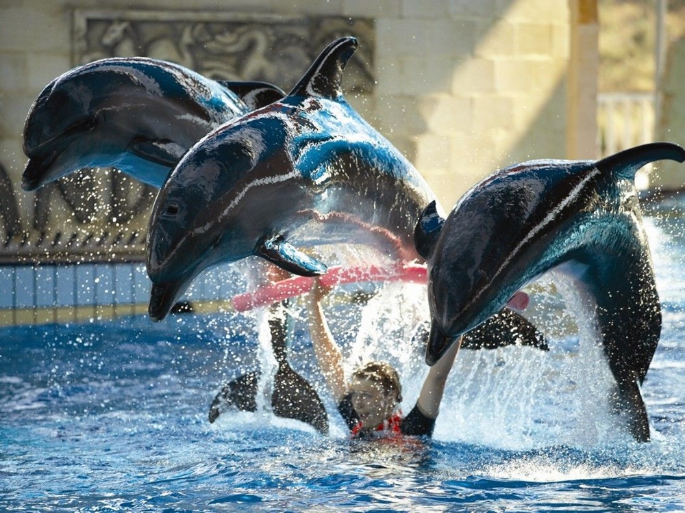 Dolphins and Sea Lion Show in Kusadasi